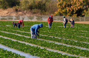 Read more about the article Fighting for Fair Work: Legal Strategies in NYS for Protecting Immigrant and Minority Workers Post-Trump