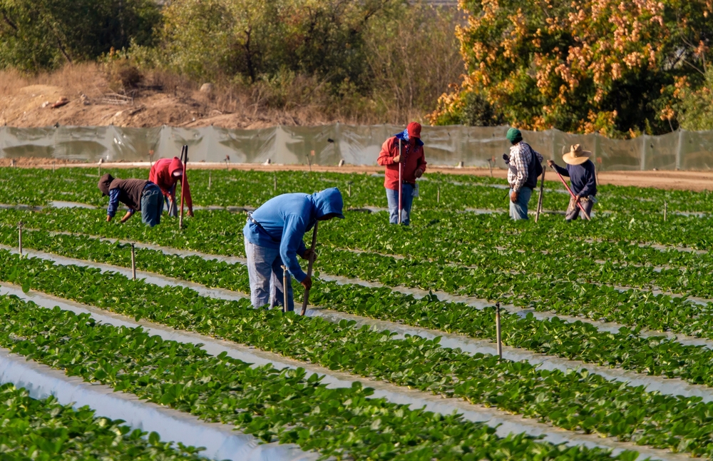 Read more about the article Fighting for Fair Work: Legal Strategies in NYS for Protecting Immigrant and Minority Workers Post-Trump